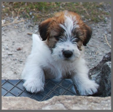 Scarlett Bevy JR Orsino Hubert | Jack Russell Terrier 