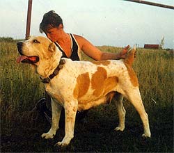 Ak nukker Roxana | Central Asian Shepherd Dog 