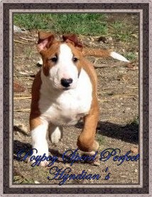 Poypoy Speed Perfect Hyndian's | Miniature Bull Terrier 