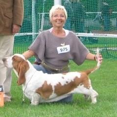 Schimmy galopujaca fufla | Basset Hound 