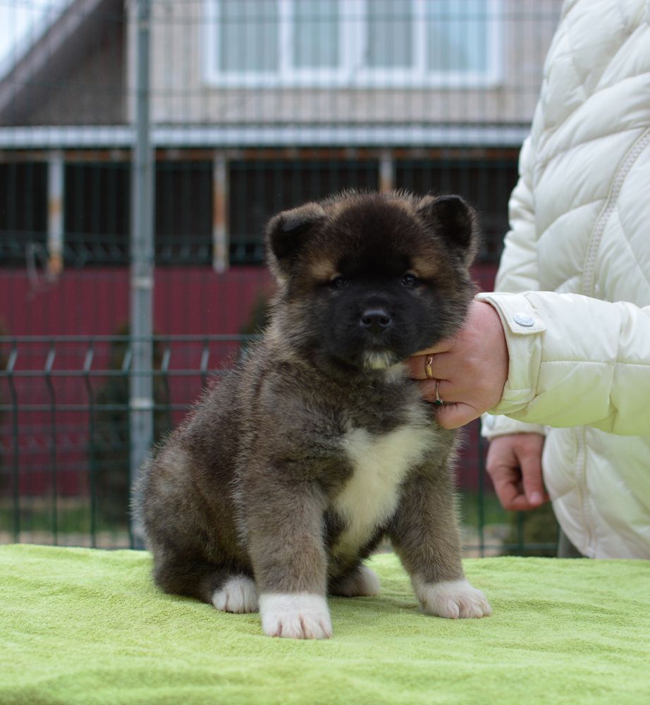 Liga Angelov Richard Khrabroye Serdtse | Akita 