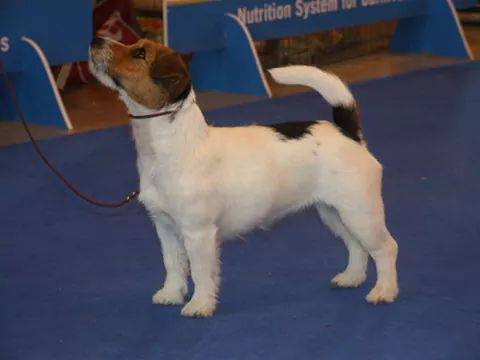 Giupa Shuffle | Jack Russell Terrier 