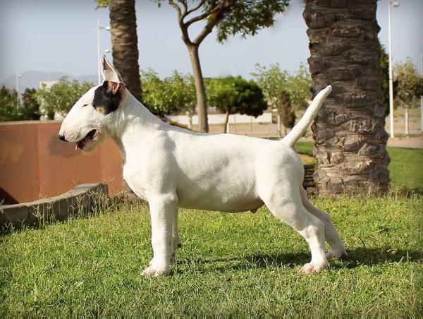 Warbonnet Lush Love Dajusa | Bull Terrier 