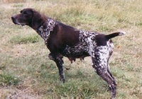 Papoue du Marais de Saintonge | German Shorthaired Pointer 