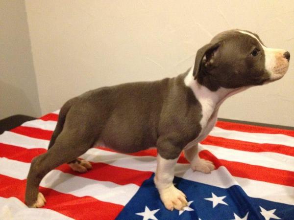 Nicky's Heaven I' Sun-Rock Blueberry | American Staffordshire Terrier 