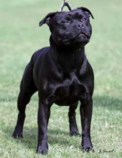 Lackyle Diabhal Dearbhchlo | Staffordshire Bull Terrier 