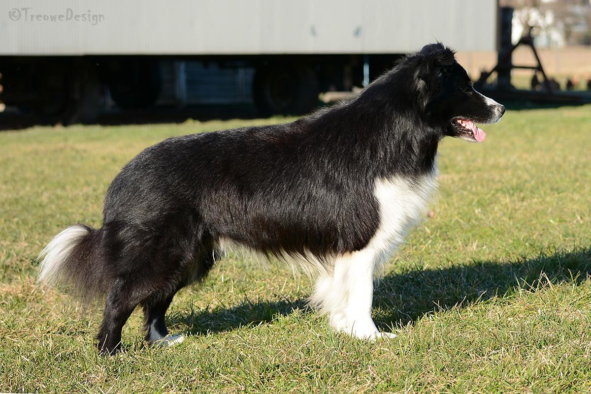 Habitual Shadow of Green Borderline | Border Collie 