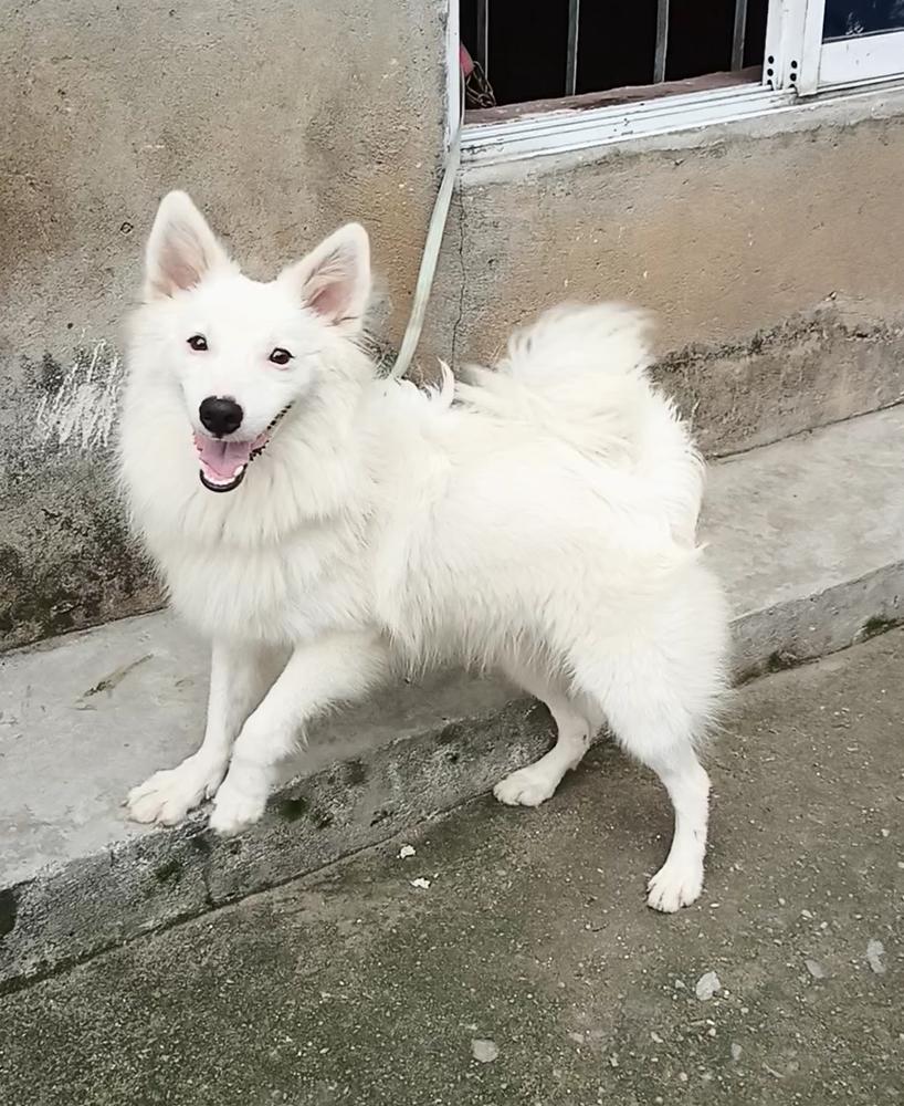 Ronnell Avemaria | American Eskimo Dog 