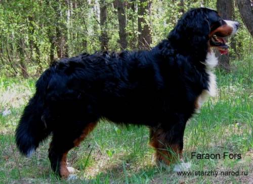 Faraon Fors | Bernese Mountain Dog 