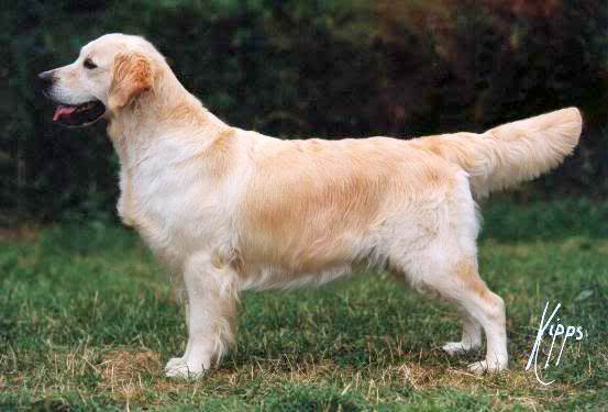 Stanroph Sierra Sapphire at Lindjan | Golden Retriever 