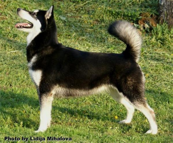 Korland Rein Stealth Star As'Mo | Alaskan Malamute 