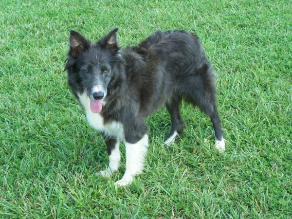 Blue Dallas ABC 233773 | Border Collie 