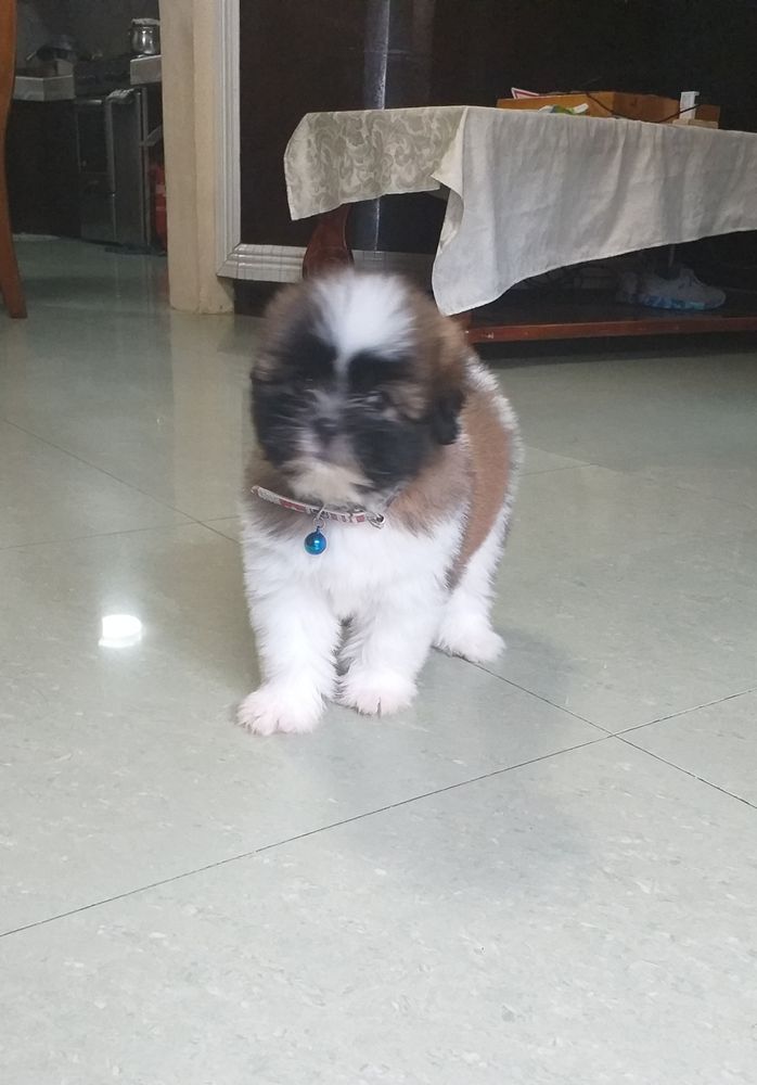 Papzie | Shih Tzu 