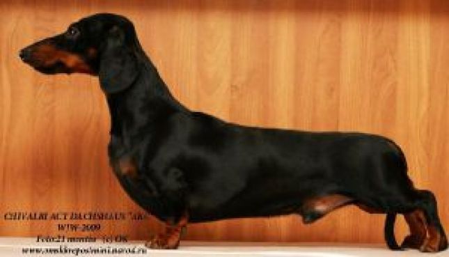 Chivalry Act Dachshaus | Dachshund 