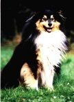 Ely Jones vom Zitadellengraben | Shetland Sheepdog 