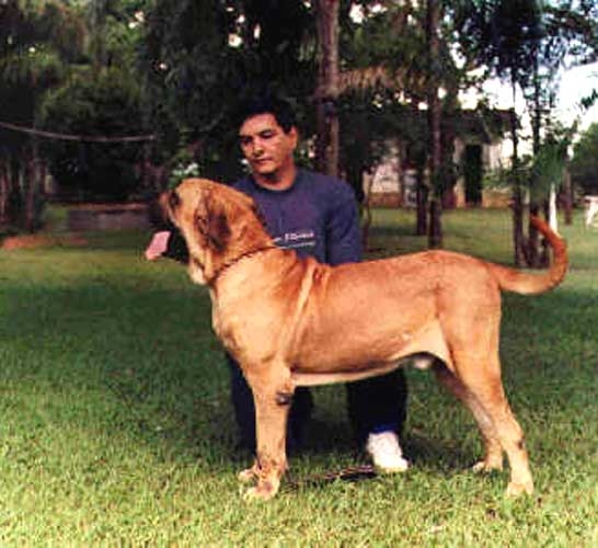 ARTHUR VON VASSALOS | Fila Brasileiro 