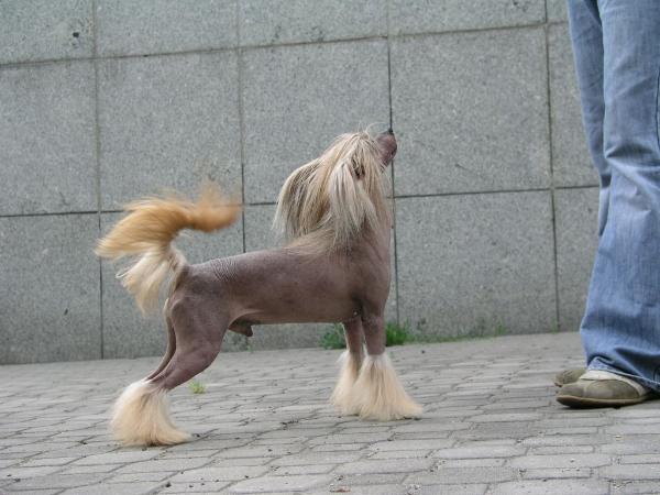 Nabab Germanika | Chinese Crested 