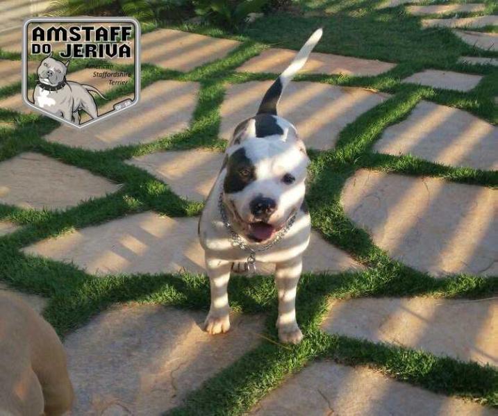 BOSS KU AMSTAFF DO JERIVA | American Staffordshire Terrier 