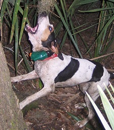 KG's Ruby | Treeing Walker Coonhound 