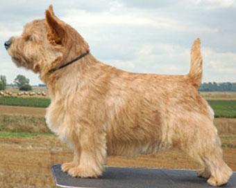 Titanium Columbus | Norwich Terrier 