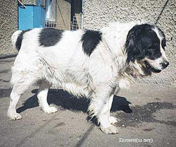EKIMEN ow.Doronin | Central Asian Shepherd Dog 