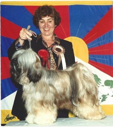 BUDOAR TIGER EYE OF PASHARIF | Tibetan Terrier 