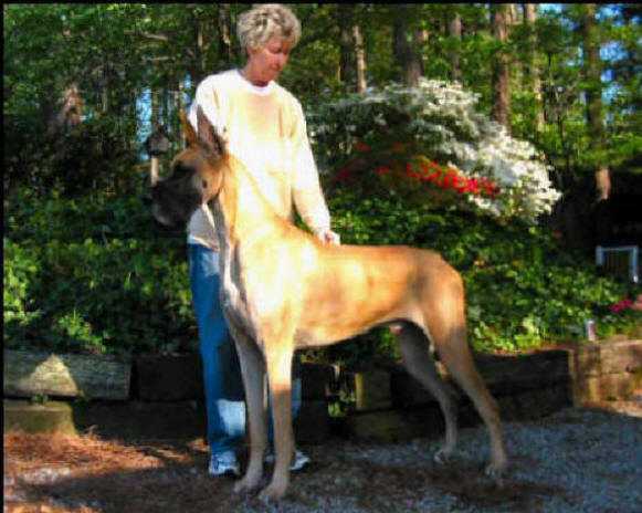 Rojon's Resolute | Great Dane 