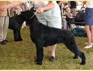 Gloris Red October | Giant Schnauzer 