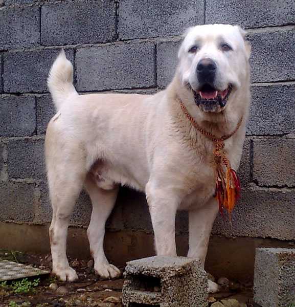 ZHAANBEK | Central Asian Shepherd Dog 