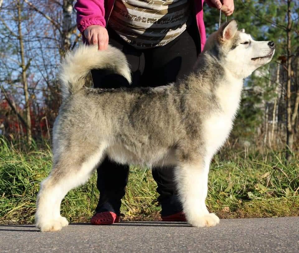 MAZURSTAR KISS OF FORTUNE | Alaskan Malamute 