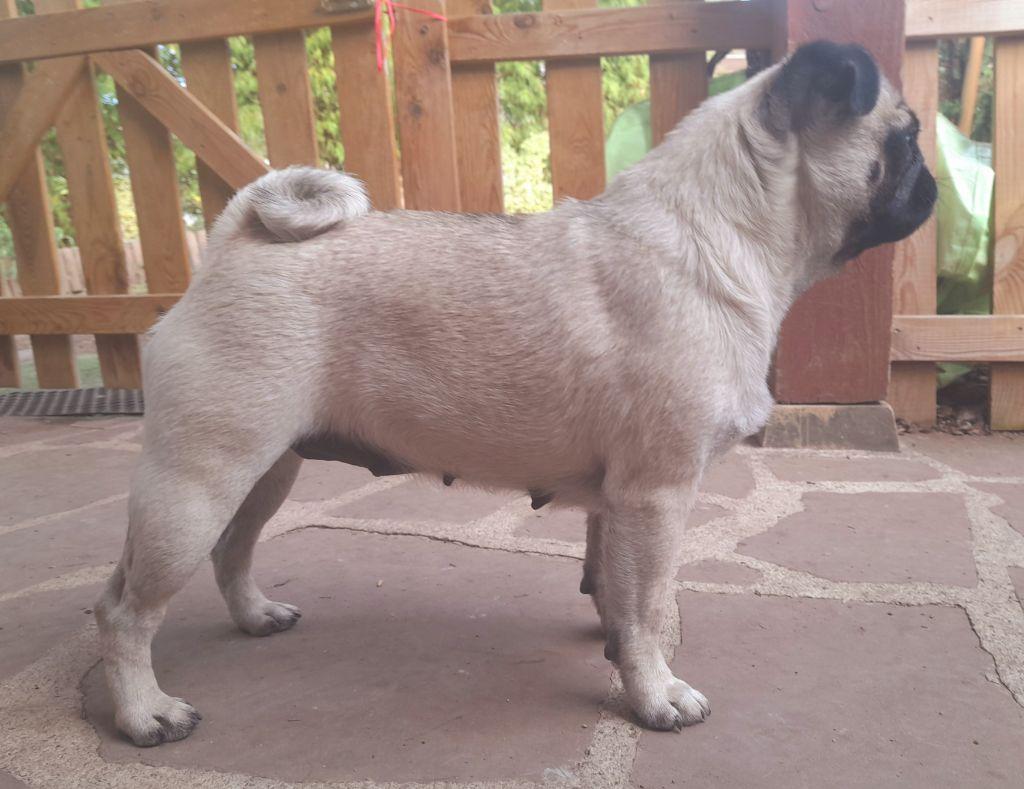 Sweet melody | Pug 