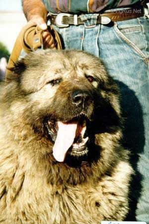 Arisha I | Caucasian Mountain Dog 