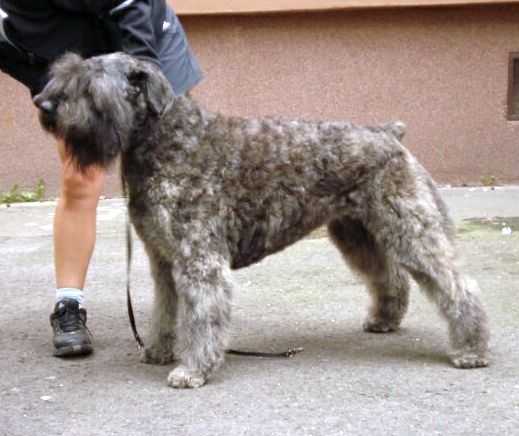 X`Anett z Grodu Ksiazat Pomorskich | Bouvier des Flandres 