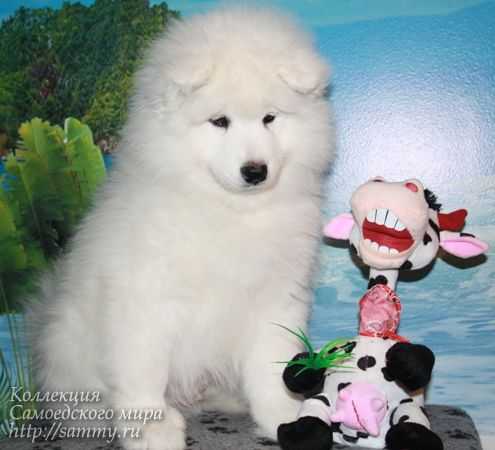 Byelyi Volk Yang Snow Prince | Samoyed 