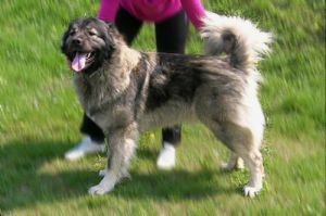 PHOEBE ELBRUS CHAN | Caucasian Mountain Dog 