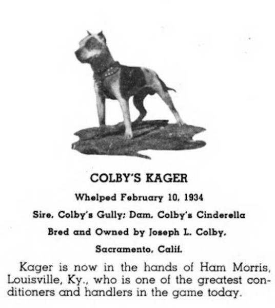Colby's Kager (1934) (Colby's Gully x Colby's Cinderella) | American Pit Bull Terrier 
