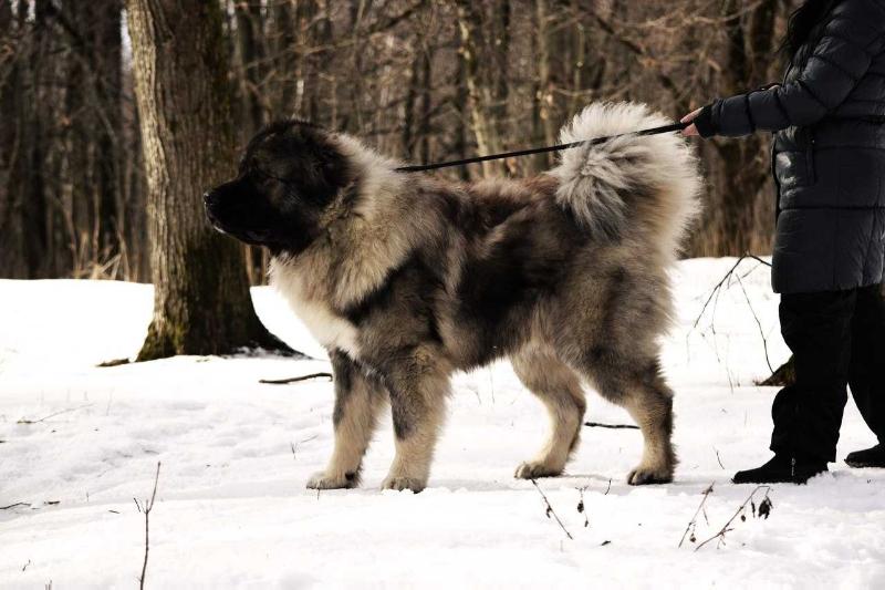 Bastion Kavkaza Tamerlan Han | Caucasian Mountain Dog 