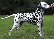 Spotnik’s Quick Quackery | Dalmatian 