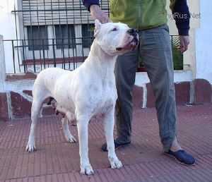 AUDACITY PINK | Argentine Dogo 