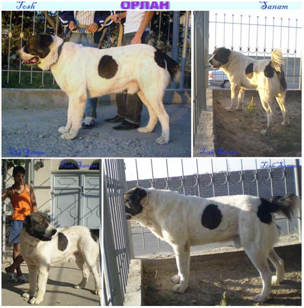 Orlan | Central Asian Shepherd Dog 