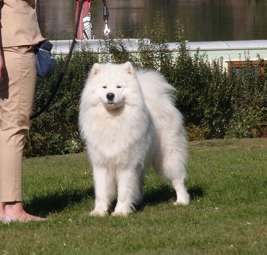 Snow Diamonds Sammy Vidnavská záre | Samoyed 