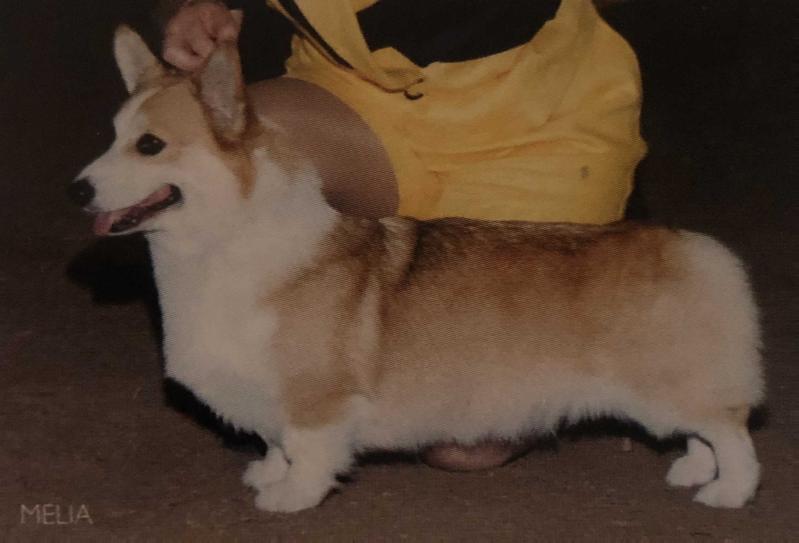 Keepsake Karma At Shogo | Pembroke Welsh Corgi 
