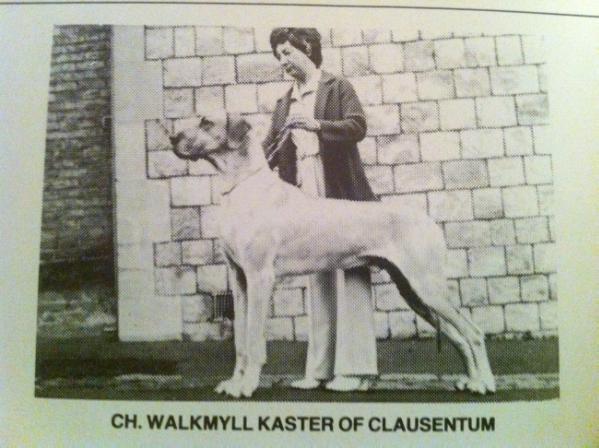 Walkmyll Kaster of Clausentum | Great Dane 