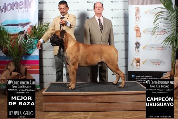 Minas Anor's de Vliegende Hollander | Bullmastiff 