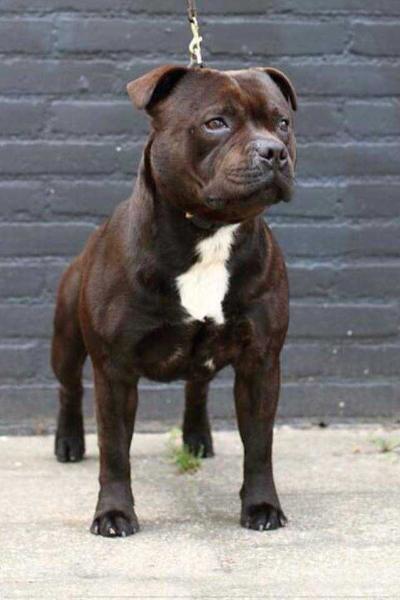 Maxsta Bombastic Boy | Staffordshire Bull Terrier 