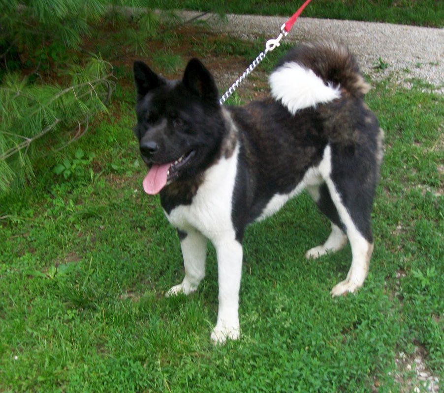 Timberline's Big Bear Tucker | Akita 