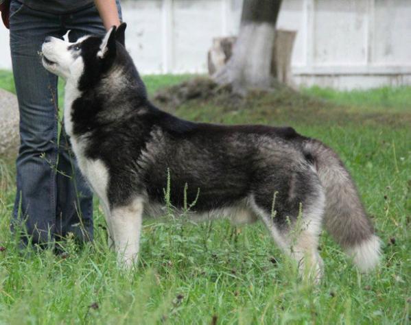 Xeder Eskimoski Domek | Siberian Husky 