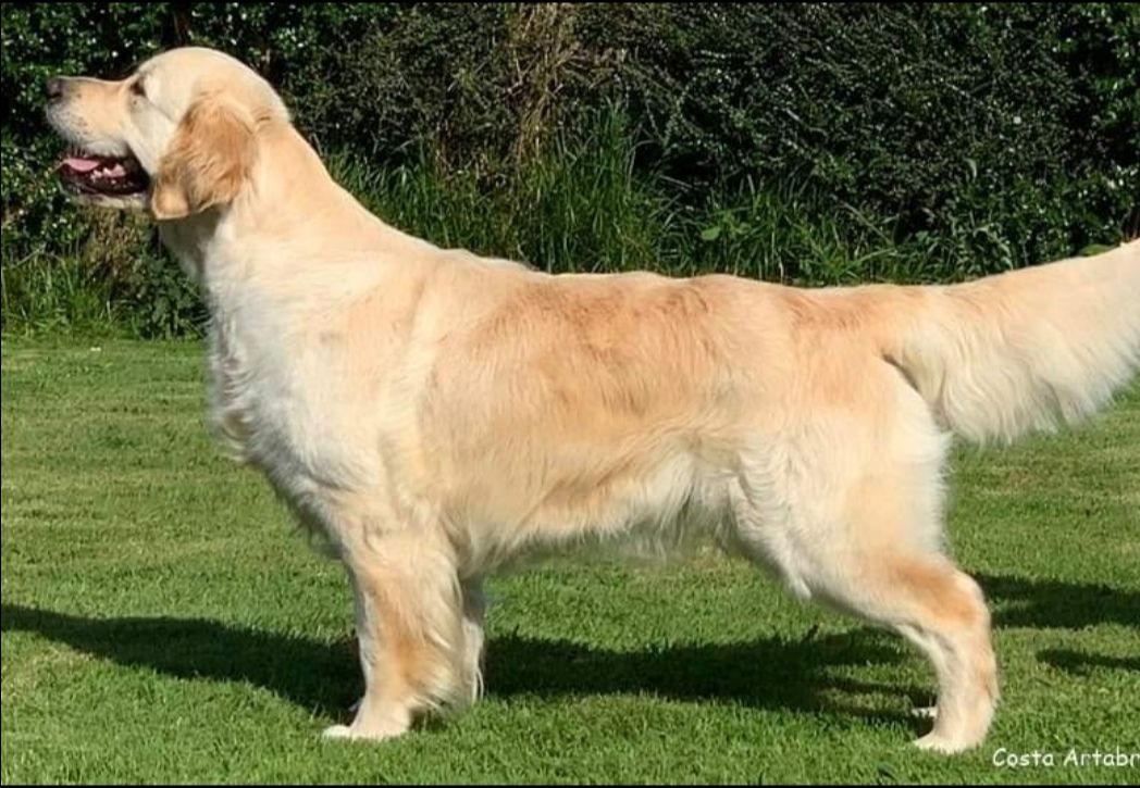 Costa Artabra Lunaria | Golden Retriever 