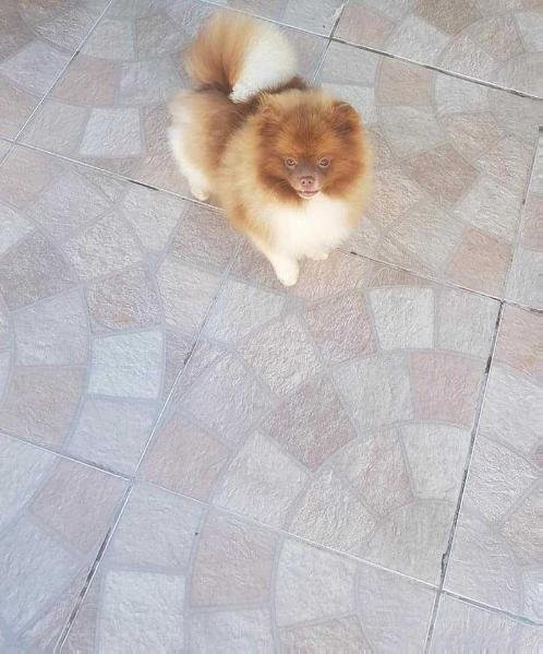 Lord Sunshine Toblerone | Pomeranian 