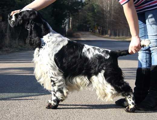 Oceanic Destiny Darrem Canis | English Springer Spaniel 